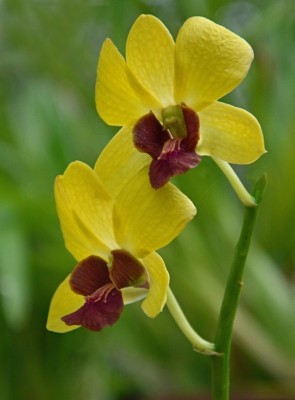 Yellow Orchid